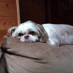 Meet your Posher, Lolly